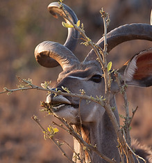 Kudu comiendo una rama