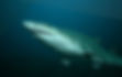 Ragged Tooth Shark in mid water