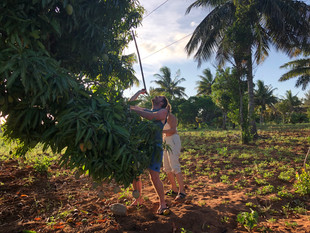 Getting the fresh Mangoes down.JPG