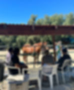 equestrian therapy near me