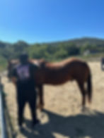 luxury equestrian therapy westlake village