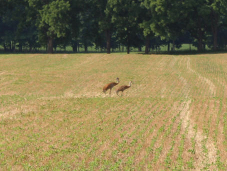 Return of the Cranes: A Wildlife Conservation Success Story