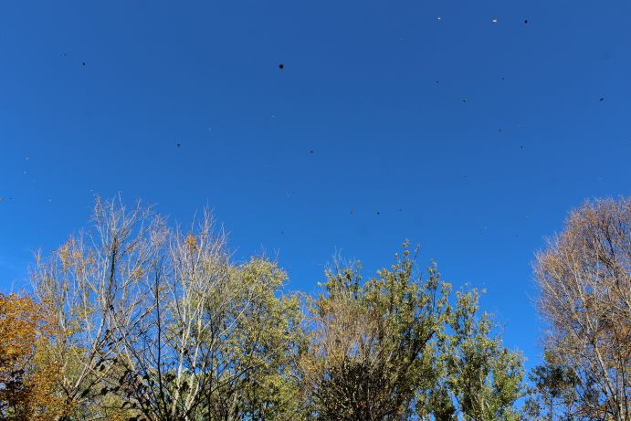 Leaves falling, Warren Woods