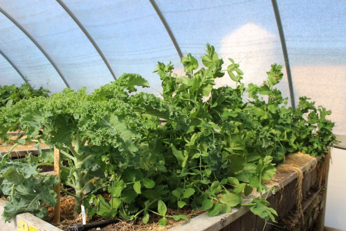 Veggies in high tunnel, Menoken Farm, North Dakota