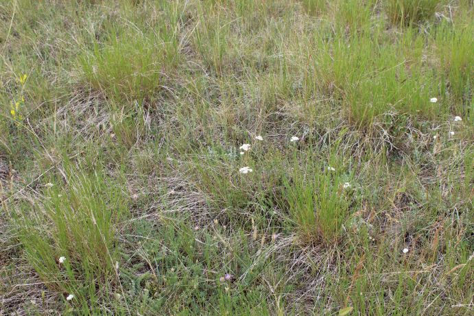 Native prairie, Golden Valley County