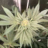 frosty-weed.jpeg