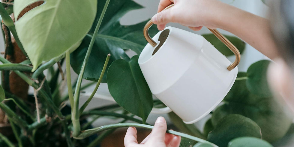 vrouw giet met een gieter water in de pot van een grote plant