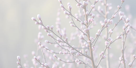 Soft pussy willow branches with small white buds.
