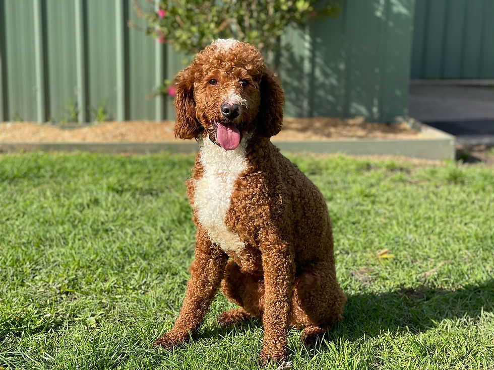 Red Dog - Labradoodle Sire