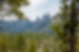 Black hills forest.jpg