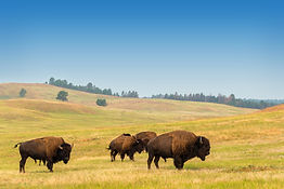 Herd of Buffalo at Custer.jpg