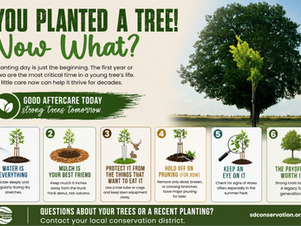 You Planted a Tree - Now What?