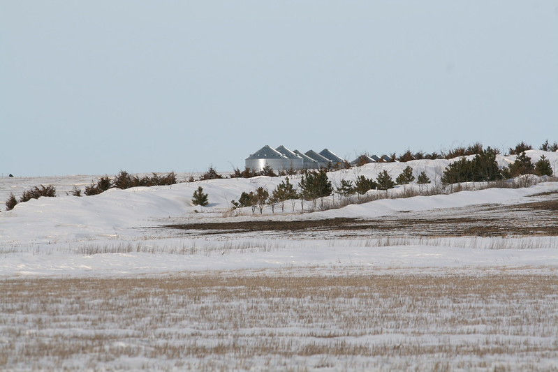 New Year, New Windbreak: Start Planning for Spring