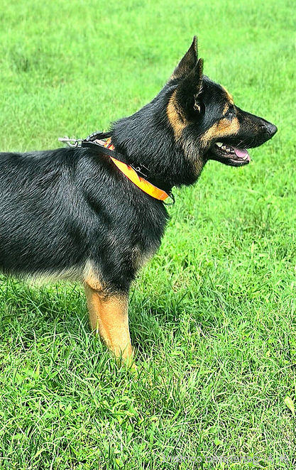 20260818_140459(1)(1)_edited_edited.jpg