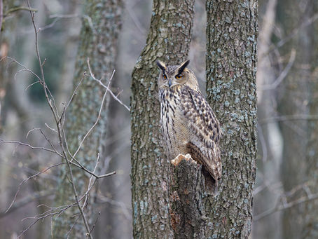 Uhanalainen huuhkaja on vuoden lintu