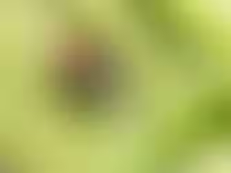 tick on a leaf