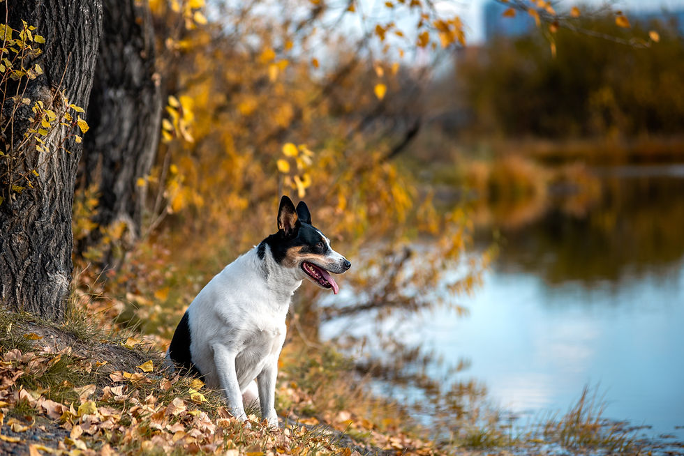 dog in autumn