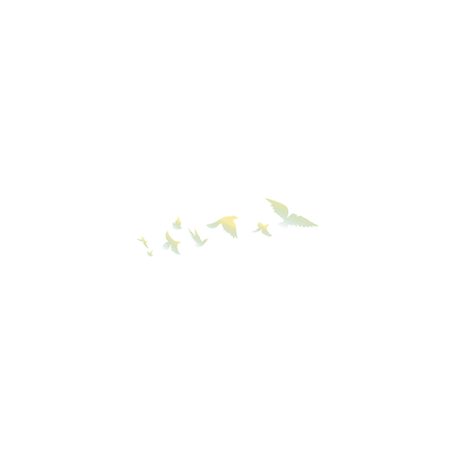 Better view_birds1.png