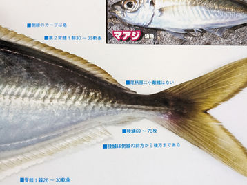 鉛筆で魚を描く