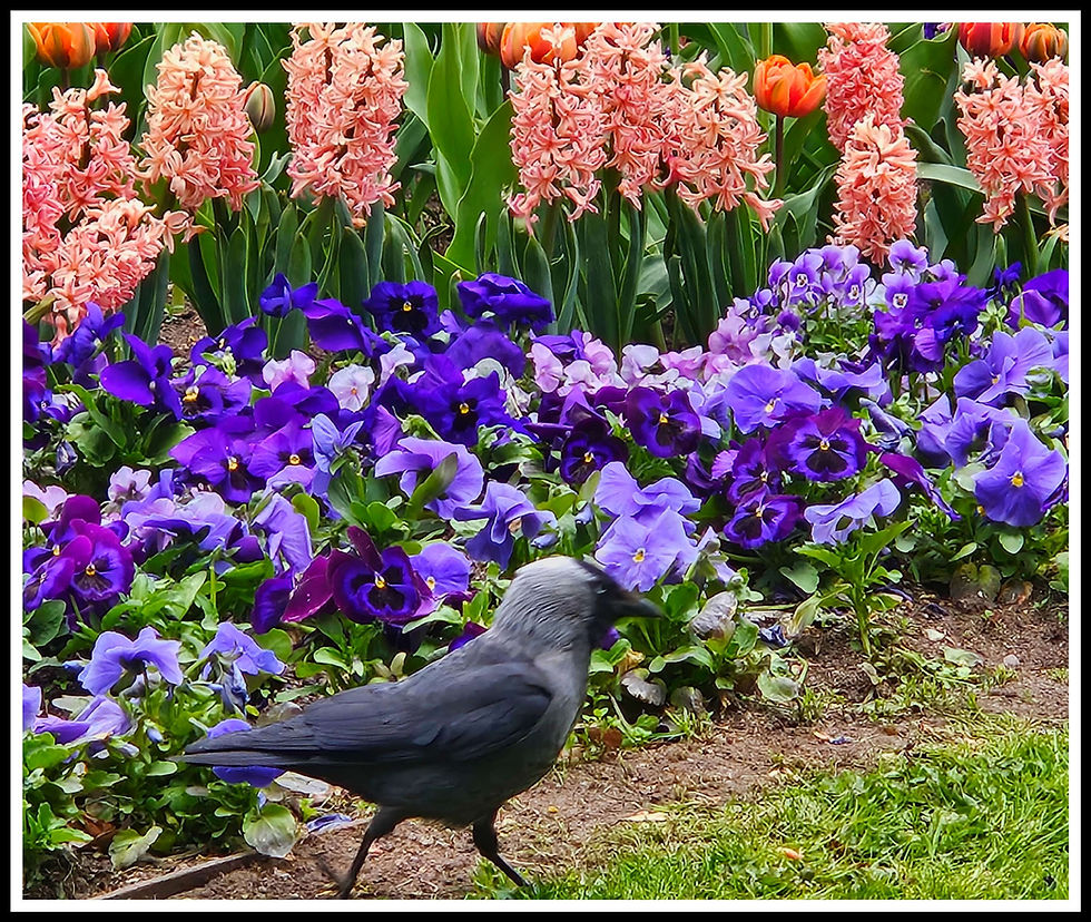 Hunting bugs in the flowers