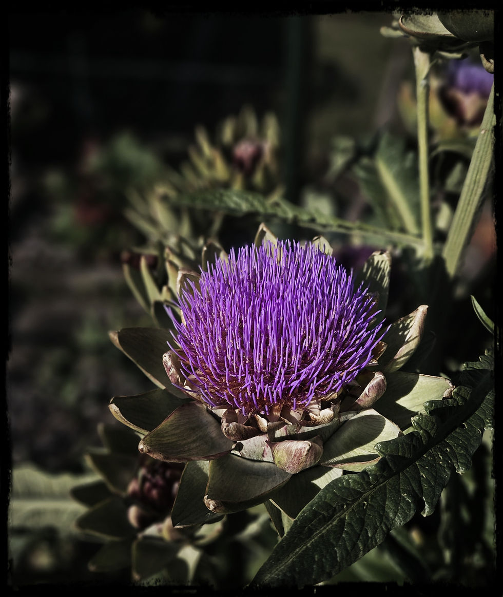 Artichoke in J&K's garden