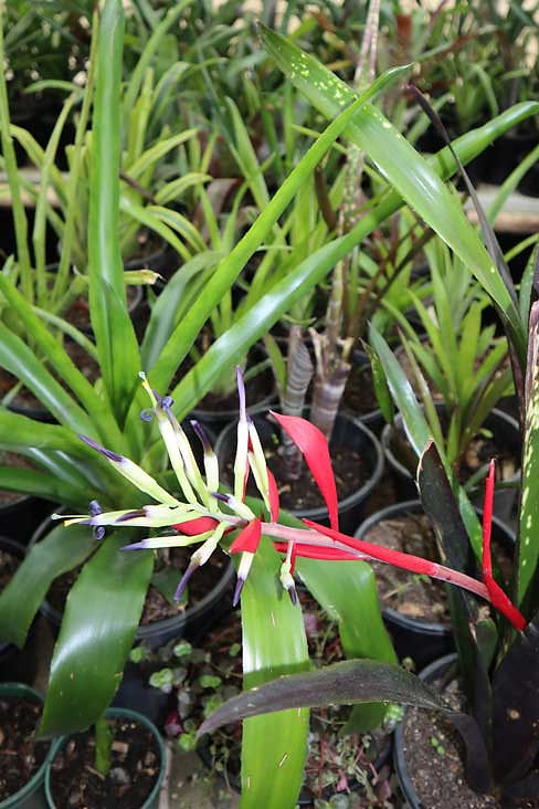 tropical nursery plants in pots with flowering foliage grown at Tasmanian plant nursery for sale and landscaping use