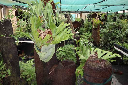 Dicksonia antarctica trunks with ferns mounted in nursery, staghorn, elkhorns setting for landscaping and garden feature supply