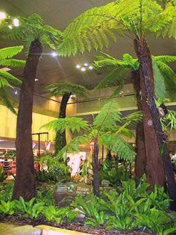 Dicksonia antarctica tree ferns in indoor tropical garden display at Singapore Changi Airport showcasing Tasmanian tree ferns in commercial landscaping