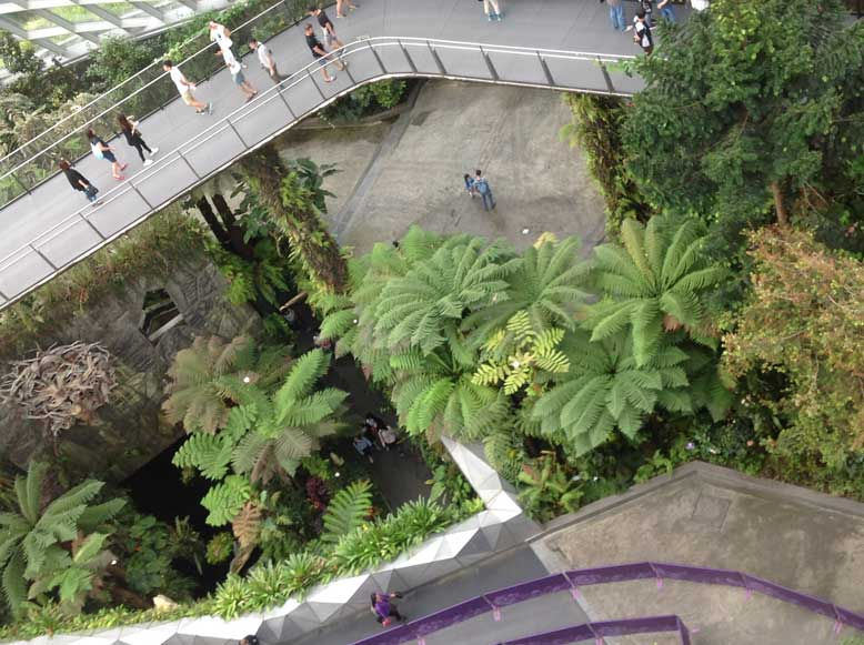 Dicksonia antarctica tree ferns at Singapore Changi Airport indoor rainforest garden with elevated walkway and large-scale landscape design