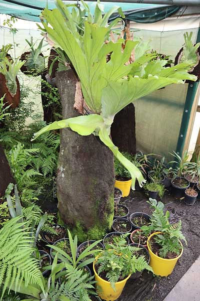 Staghorn and elkhorn fern mounted on tree fern trunk in Tasmanian plant nursery for landscaping feature display