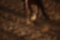 DTS_CHARROS_gabriela_&_henrik_Photos_ID13020.jpg