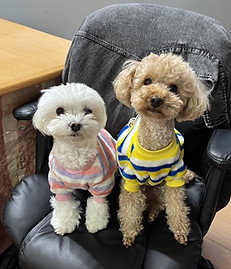 犬の写真