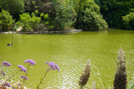 El lago de los cisnes