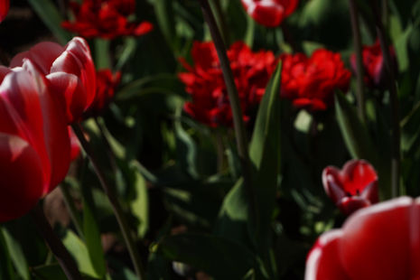 Tulips