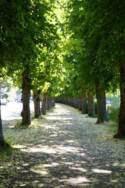 Canopy