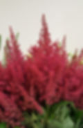 LaFabriqueSAUVAGE-PageATELIER-ImageFleur-AstilbeRouge.jpg