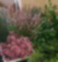 LaFabriqueSAUVAGE-PageATELIER-ImageFleurs-WaxRose-Sanguisorba-Graminées.jpg