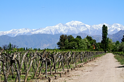 Vineyards of Mendoza