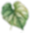tropica leaf hand painted water colour style