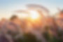 grass-flower-sunset.jpg