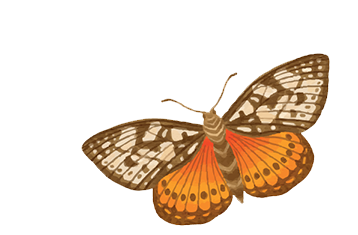 butterfly vintage branding decor
