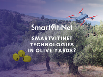 Beyond Vineyards: How SmartVitiNet’s Technologies could be Utilised in Olive Tree Farming