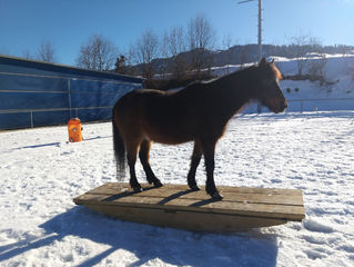 Online-Vortrag "Wippentraining" mit Sonja Ruffieux