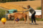 Schweizermeisterschaft SFRV HorseChallenge 2026 in Düdingen