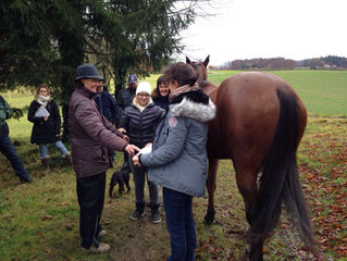 Infoabend "Energetischer Pferdetherapeut SFRV"