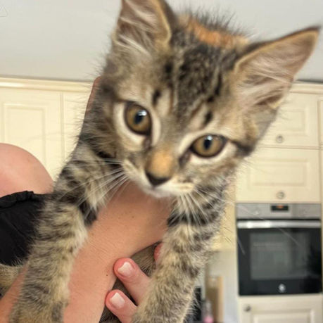 Gatita Stella en adopción