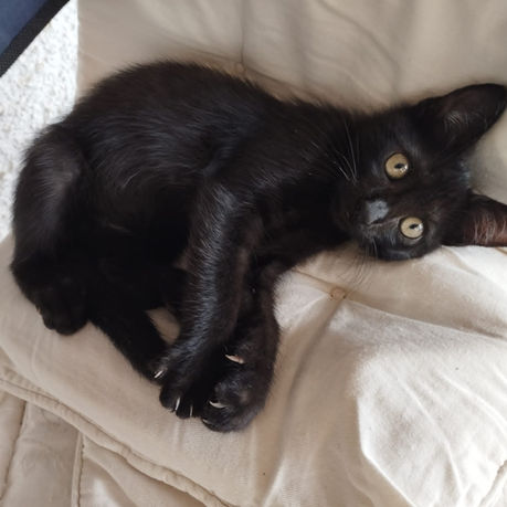 Cuddly black panther kitten for adoption