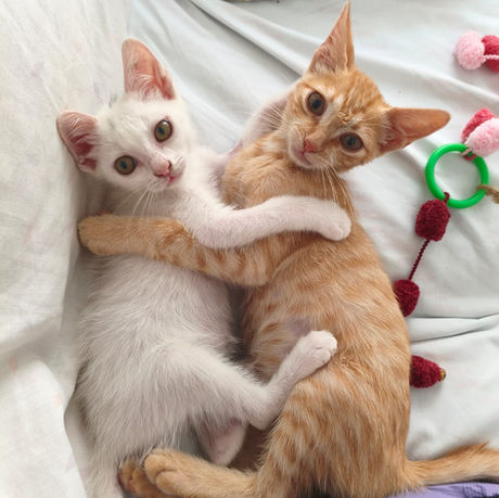 Adorable kittens for joint adoption