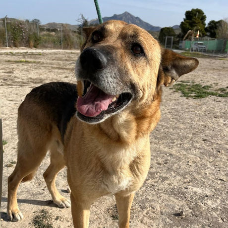 2 year old German Shepherd for adoption