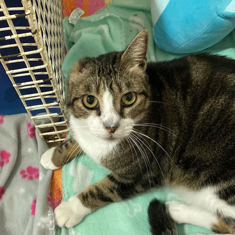 cat for adoption